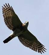 Double-toothed Kite