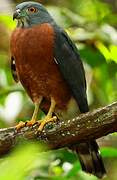 Double-toothed Kite