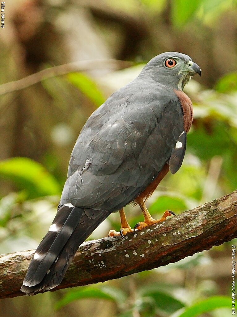 Double-toothed Kite