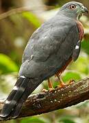 Double-toothed Kite