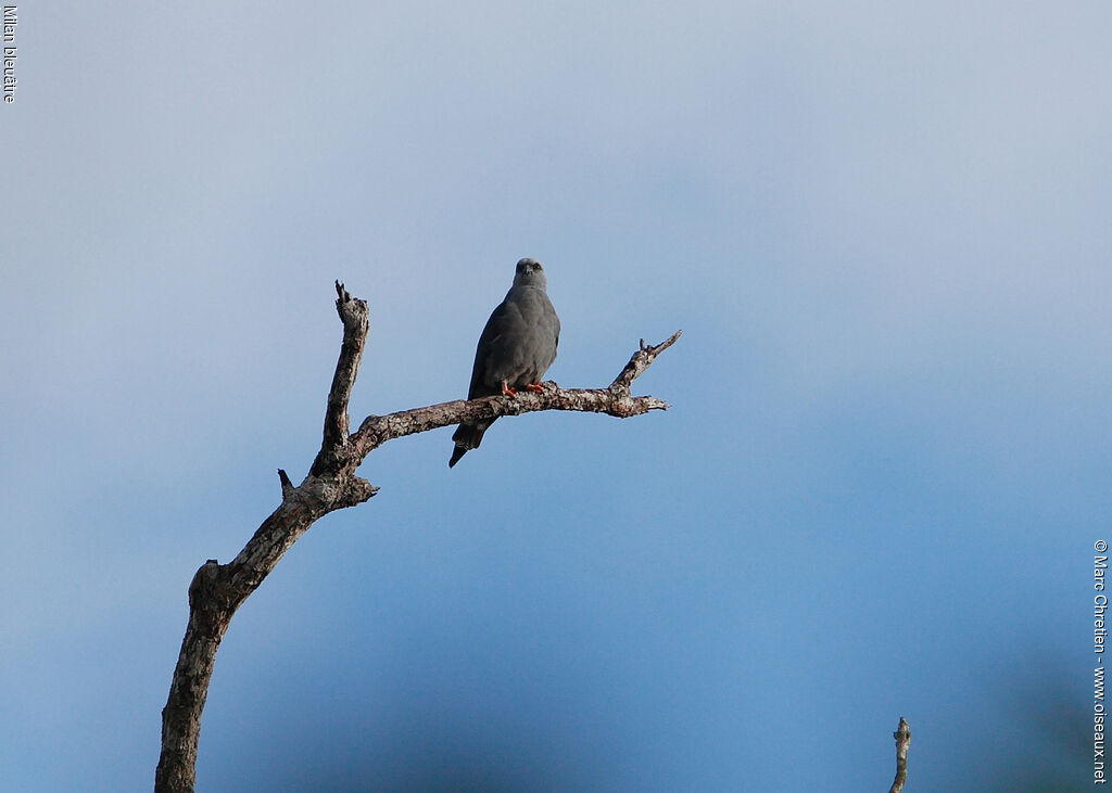 Plumbeous Kite