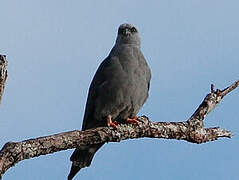 Plumbeous Kite