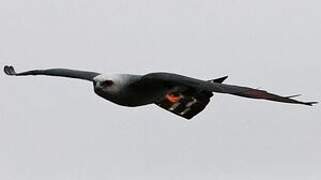 Plumbeous Kite