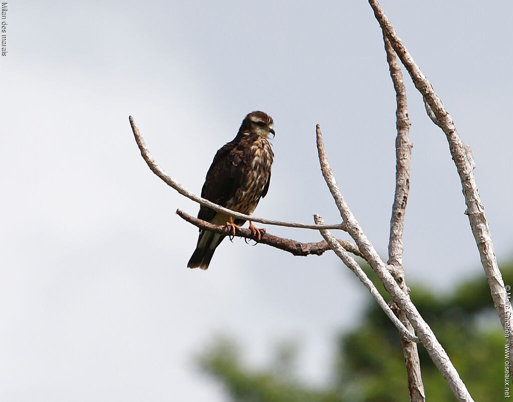 Snail Kite