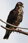 Snail Kite