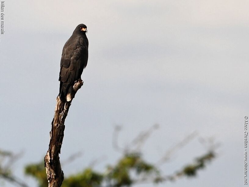 Snail Kite male adult