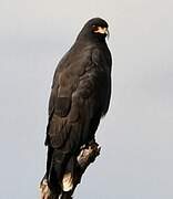 Snail Kite