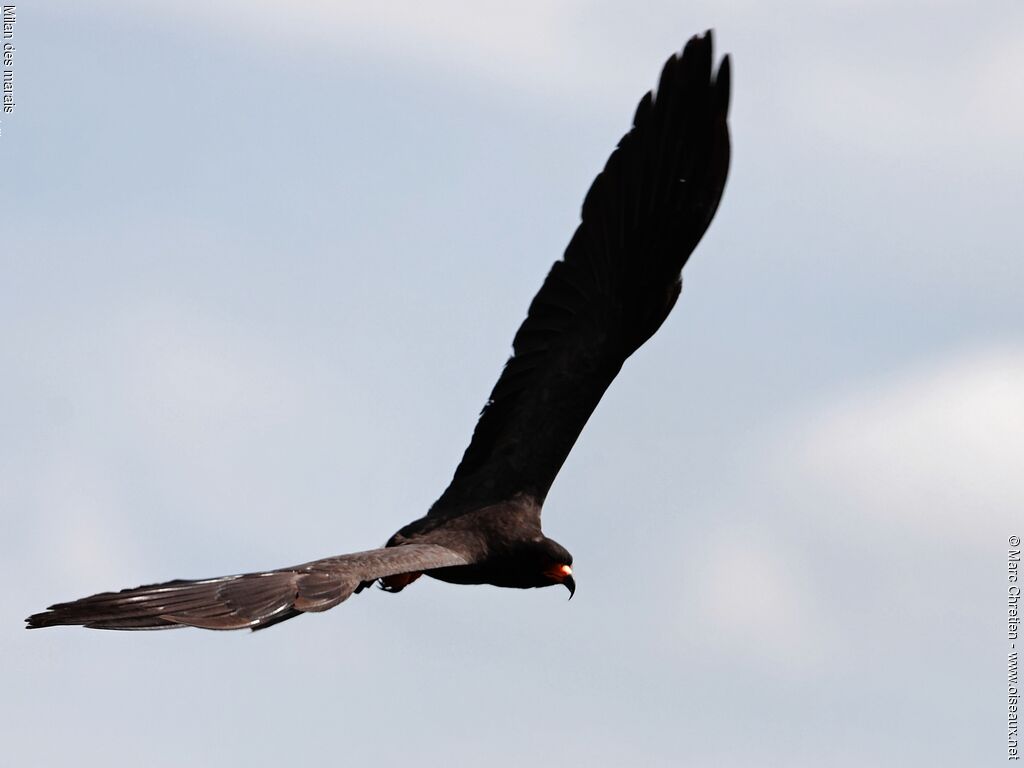 Snail Kite