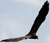 Snail Kite