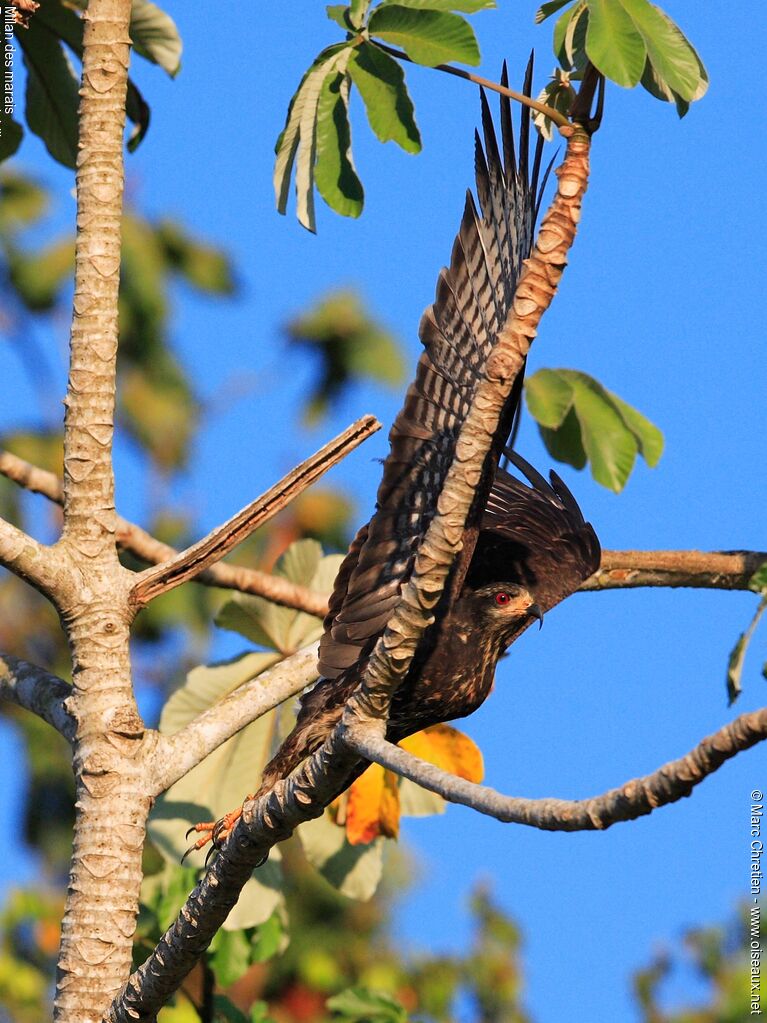 Snail Kite female adult