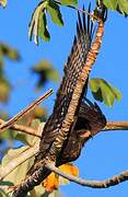 Snail Kite