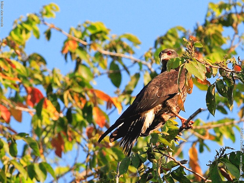 Snail Kite female adult