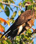 Snail Kite