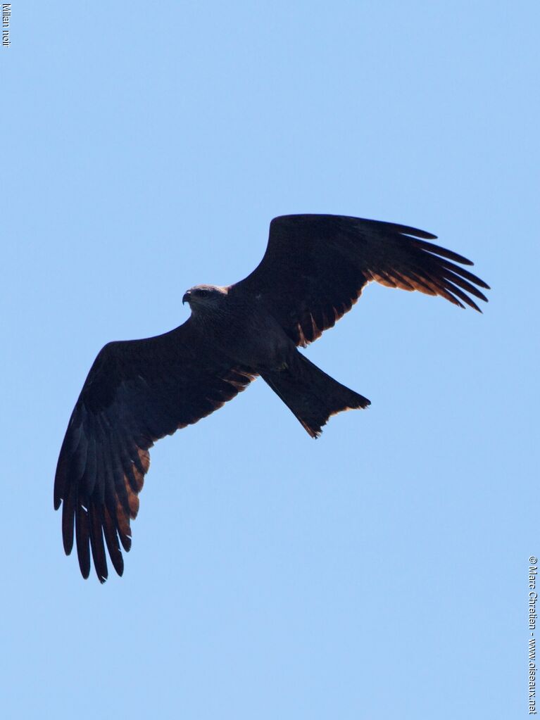 Black Kite