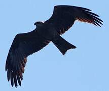 Black Kite