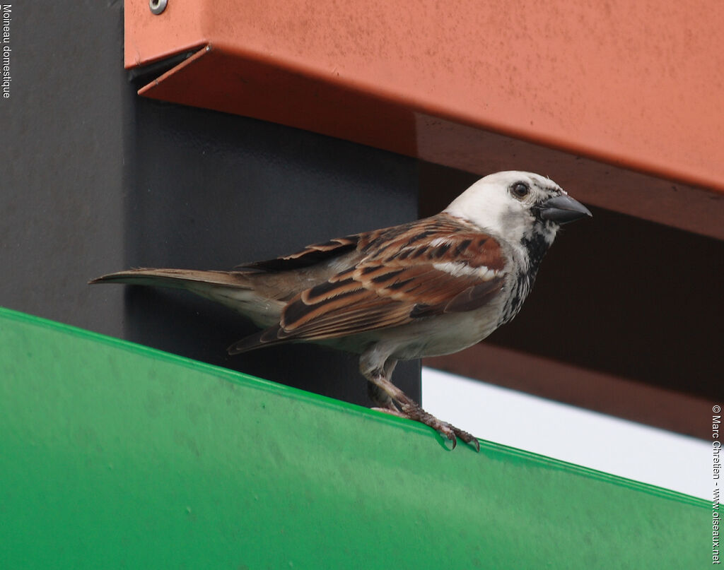 House Sparrow