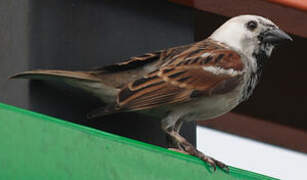 House Sparrow