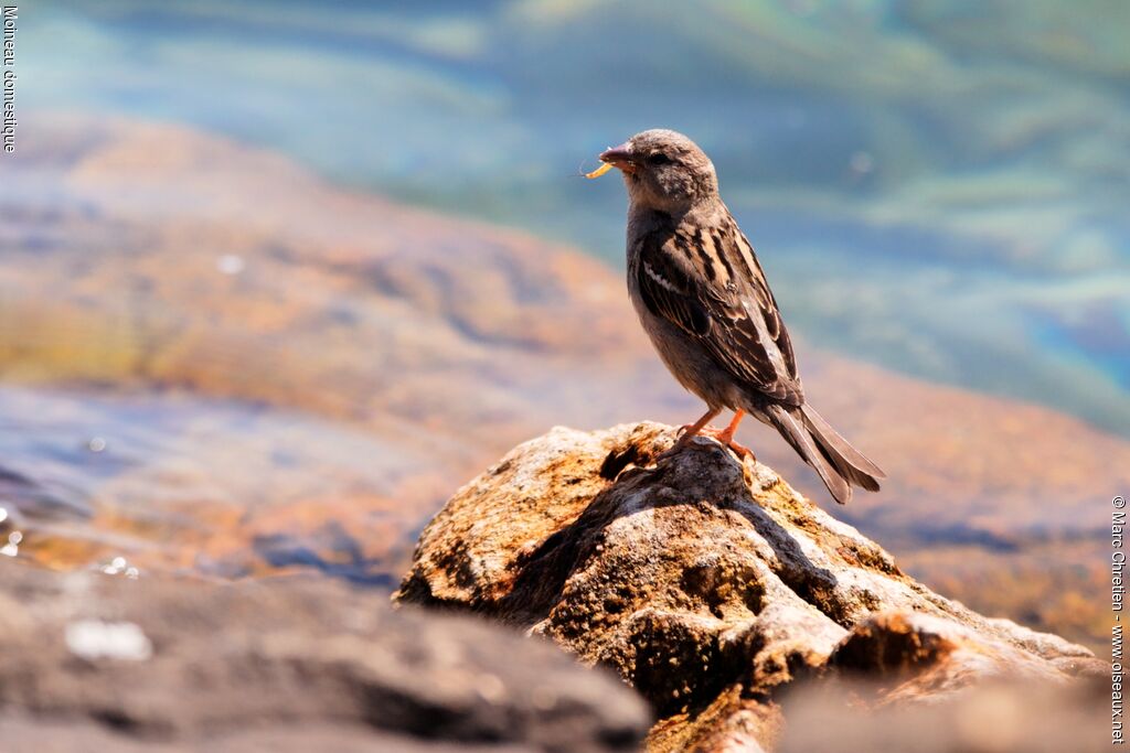 House Sparrow female adult