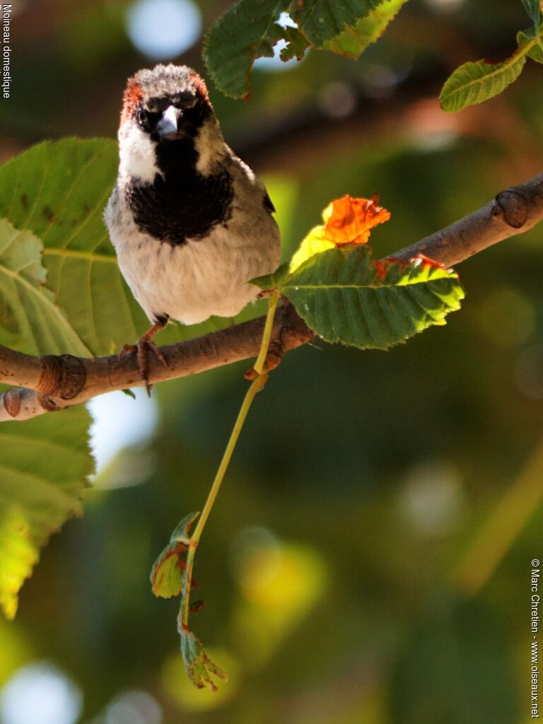 Moineau domestique mâle adulte