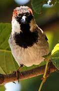 House Sparrow