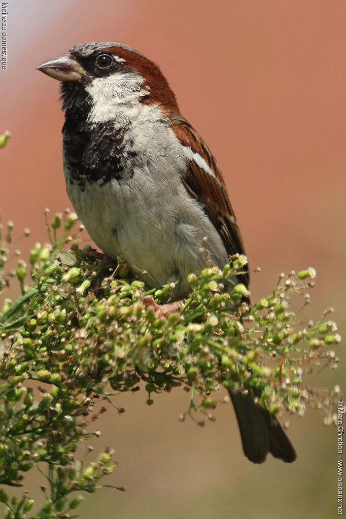 House Sparrow