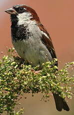 Moineau domestique