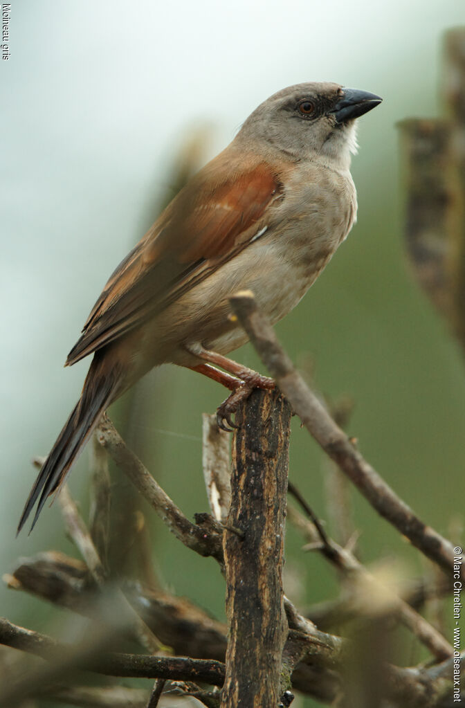 Moineau grisadulte, identification