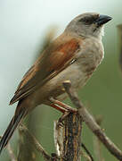 Northern Grey-headed Sparrow