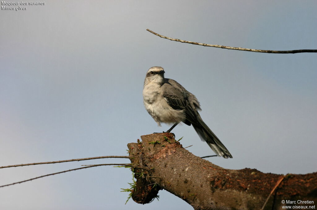 Tropical Mockingbird