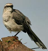 Tropical Mockingbird