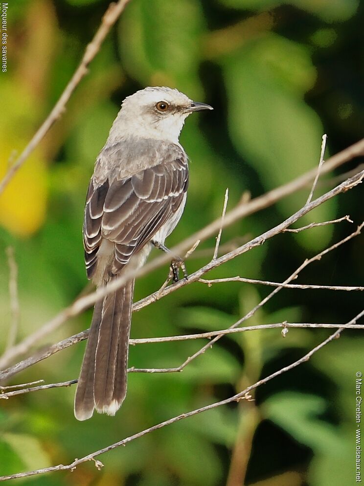 Tropical Mockingbird