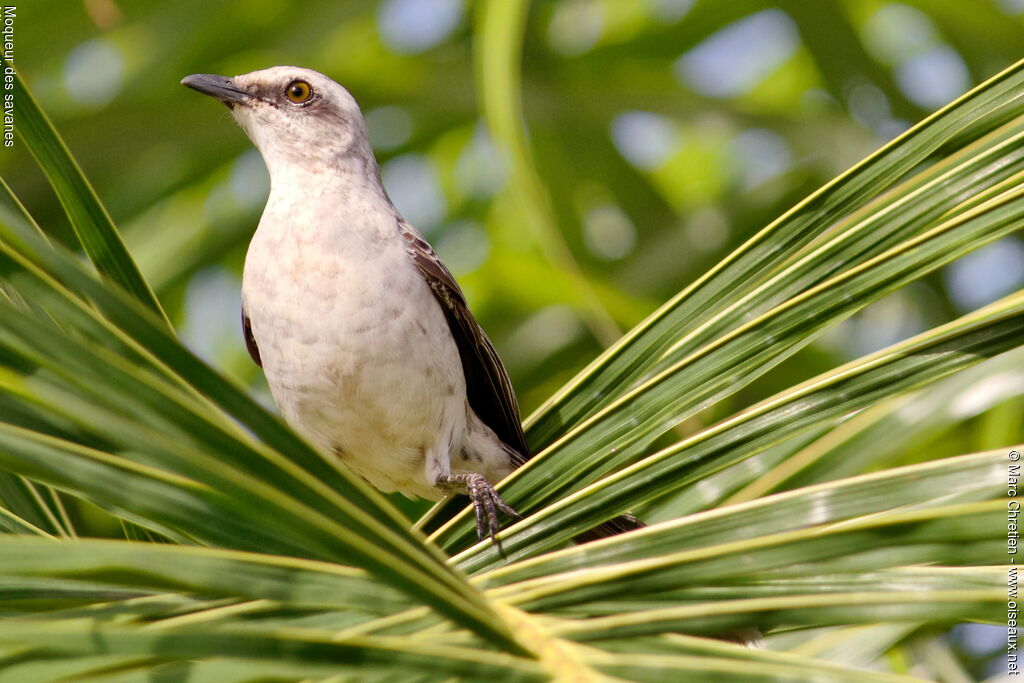 Tropical Mockingbird