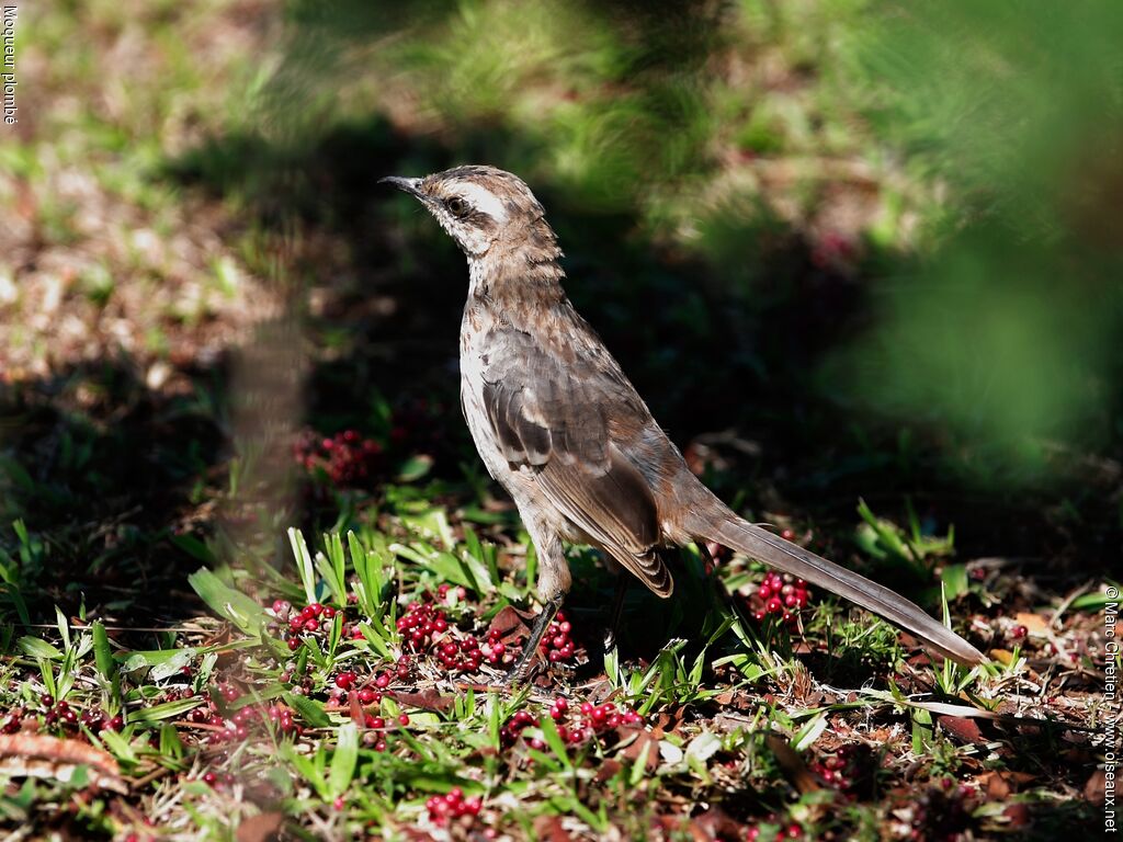 Chalk-browed Mockingbird