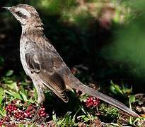 Chalk-browed Mockingbird