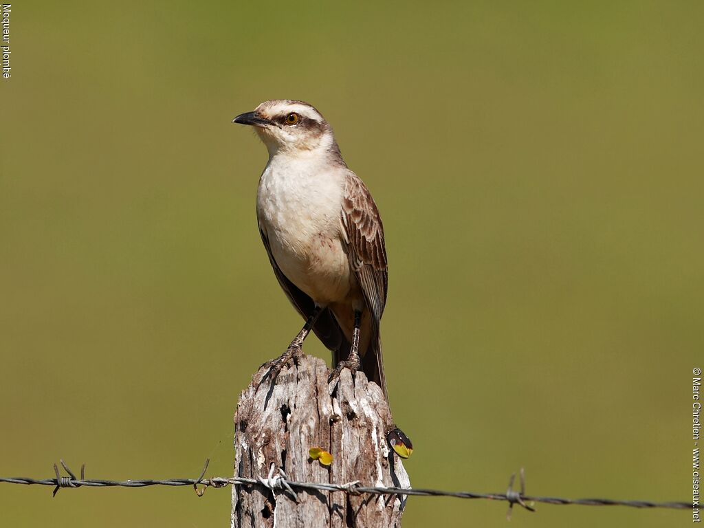 Chalk-browed Mockingbirdadult