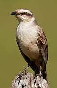 Chalk-browed Mockingbird