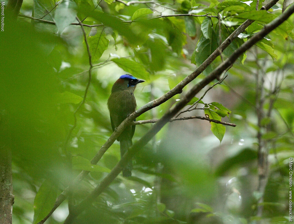 Amazonian Motmot