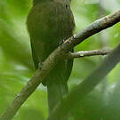 Motmot houtouc