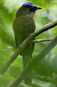 Amazonian Motmot