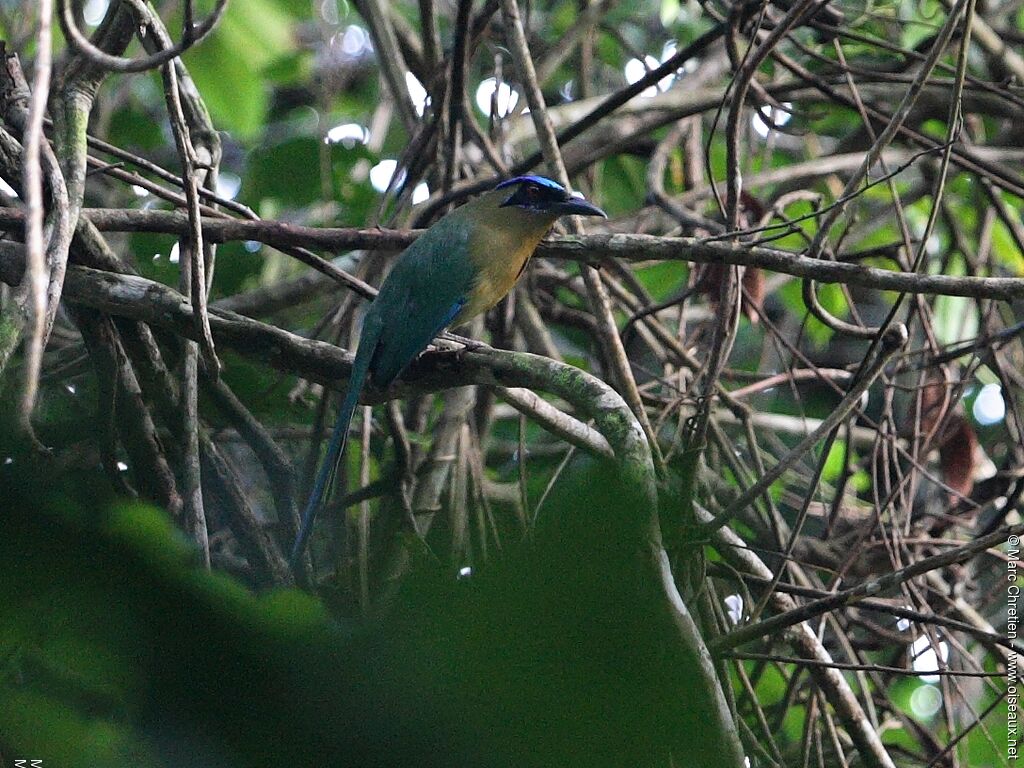 Motmot houtouc