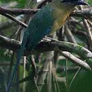 Motmot houtouc
