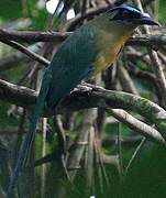 Amazonian Motmot