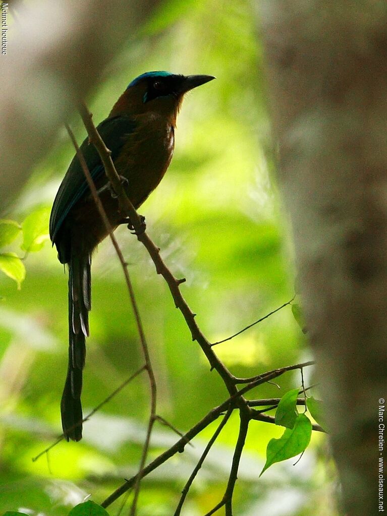 Motmot houtouc