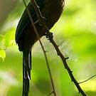 Motmot houtouc