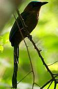 Amazonian Motmot