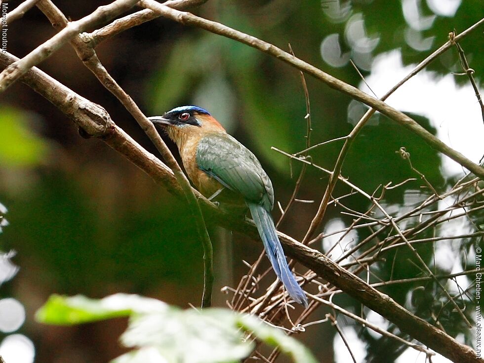 Motmot houtouc