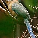 Motmot houtouc