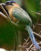 Motmot houtouc