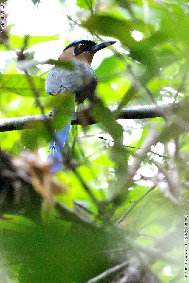 Amazonian Motmot male adult, identification