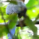 Motmot houtouc